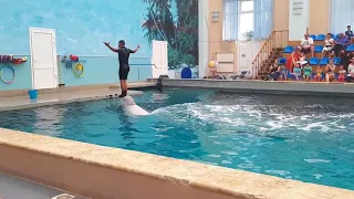 Кисловодский дельфинарий  Белый кит Белуха 26 июля 2018
