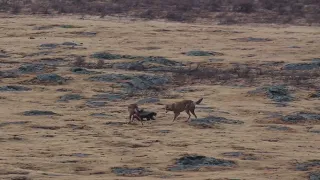 Ethiopian wolves vs Honey badgers