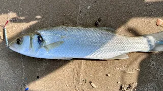 לברקים נתפסו על ג׳יגים