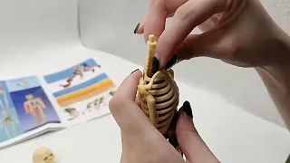 Detachable complete human body with skeleton  (Science toy  )