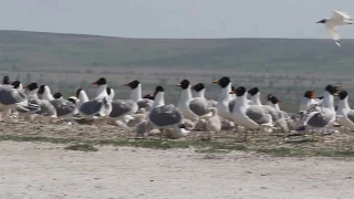 Черноголовый хохотун (Larus icthyaetus)