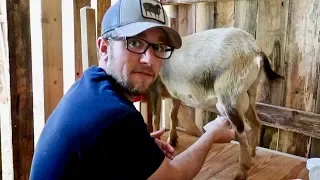 Trying a new way to milk our goat (Willow a Nigerian Dwarf)