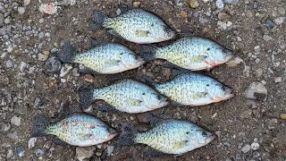 Snake River Crappie Fishing (Catch & Cook)