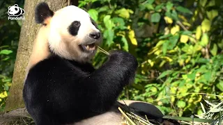 Why do pandas choose to eat bamboo?| Pandaful Q&A
