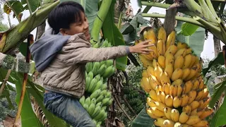 The poor boy went to the forest to harvest bananas but was chased by a frightening ghost.