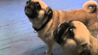 pugs howling