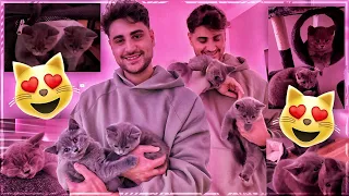 ICH HABE MIR KATZEN GEHOLT😍🐈 Manfred & Diego Vlog mit Melina🔥