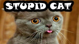 Cutefuzzyweasel Watches: I'm a Stupid Cat