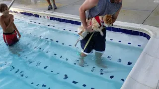 Teaching A Pomeranian to Swim Part 2