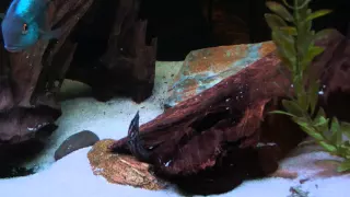 Fire Eel