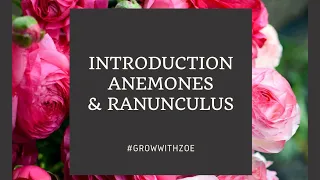 Introduction to Anemones & Ranunculus