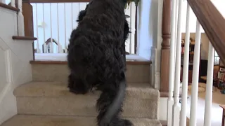 Giant Schnauzer 125 lbs just learned steps