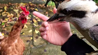 Wild kookaburra wont let go of my finger!! (Part 1)