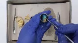 Sheep Eyeball Dissection