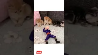 Toy soldier attack on cute kitten