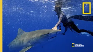 Do Sharks Hunt Cooperatively? | Shark Attack Files