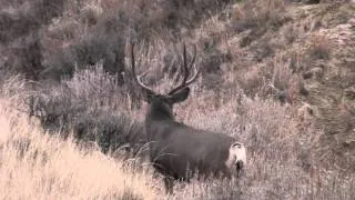 Rutting Wyoming Mule Deer 2010