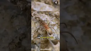 This Snake Uses Its Spider-like Tail to Deceive Its Prey