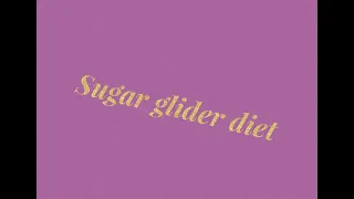 What to feed your sugar glider and How to feed your sugar gliders diet.