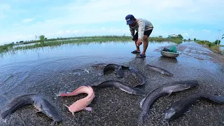 Fishing Village! a lot of fish on the road when flood water catch by fishing tools