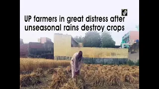 UP farmers in great distress after unseasonal rains destroy crops