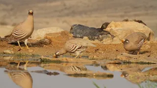 Sand partridge (Ammoperdix heyi) - קורא מדברי