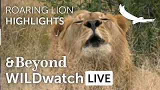 WILDwatch Live | Highlights and Stories | Roaring Lion | Ngala Private Game Reserve | South Africa