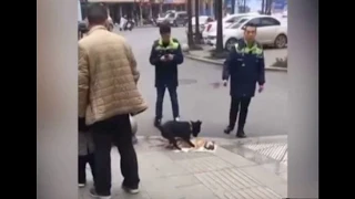 Душераздирающее видео: пёс старается оживить сбитого автомобилем друга