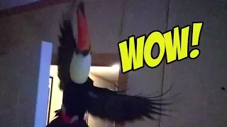 Toucan does an epic flying maneuver in slow mo!