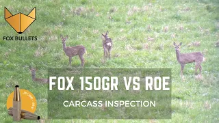 Fox 150gr vs Roe - Carcass Inspection