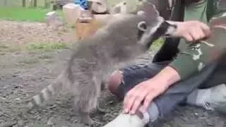 Смешной енот играет с людьми - Funny raccoon plays with people