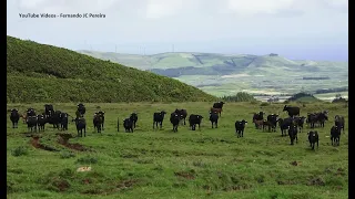 Wild Cows - Subida Ao Pico Do Carvão Visitando As Vacas Bravas JAF