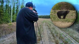 Northern BC Black Bear Hunt - Spot and Stalk