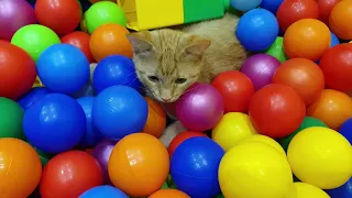 Коты в бассейне с 3 000 тысячами шариков. Построили бассейн с шариками для котиков