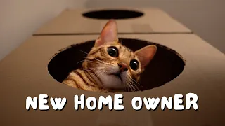 Our Bengal cat becomes a homeowner before us (Cardboard cat house tower playground) | Ep 14