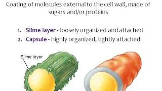 BI280 Chapter 4 Survey of Prokaryotic Cells - Part 1 of 3