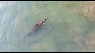 Crocodile Swims Through A Surf Break In Costa Rica!