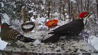 Pileated Woodpecker and "Friends"!