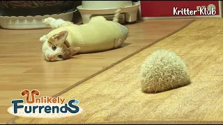 Cat Wants To Be Hedgehog's Friend l Unlikely Furrends Ep 1
