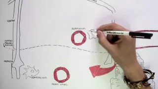 Immunology Map III - T cell development I