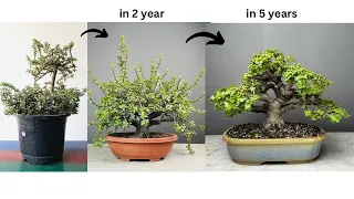 Making Thick Trunk Bonsai from Jade Plant | Pruning | Wiring | Repotting | Portulacaria