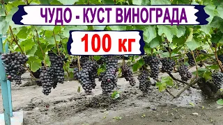 🍇 100 кг с одного куста ВИНОГРАДА. Шпалера, формировка, агротехника. Все подробности на канале.