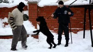 Ризеншнауцер Лабари (сука, 9 месяцев) - перехват