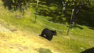 Little bear stymied by electric fence