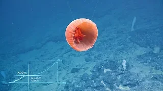 ROV Hercules Climbs Up the Wall of Tutuila Island | Nautilus Live