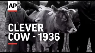 Clever Cow - 1936 | The Archivist Presents | #402