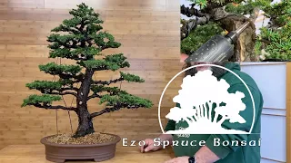 This Ezo Spruce is redesigned by Corin - Greenwood Bonsai