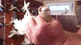 Pigeons.Голуби.Tauben. الحمائم (Николай Андрющенко ( Астрахань, Россия ))