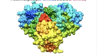 SARS-CoV-2 Main Protease