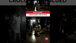 On cam: Forest department rescues 10-ft-long crocodile in Vadodara